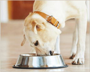 Feed Your Dog Healthy Food