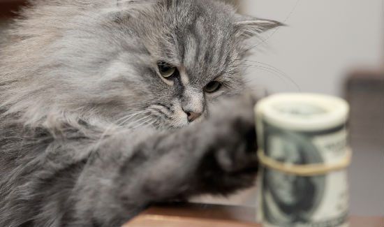 Woman Sells Son’s House Cat for $140,000