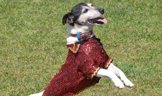 Make Your Dog a Foppish Dandy at the Park