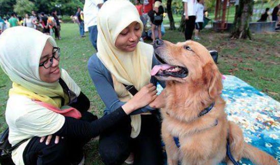 Malaysian Dog Petting Event Draws Protest, Death Threats