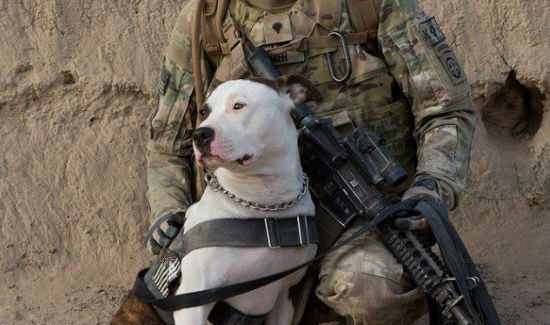 How Soldiers & Pit Bulls Are Saving Each Other's Lives