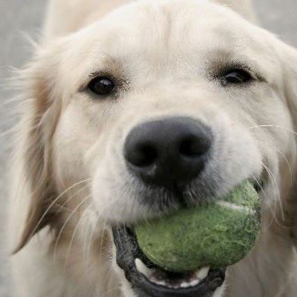 Which Breed Makes The Best Doubles Tennis Partner?