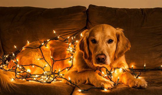 dog-christmas-blog-4
