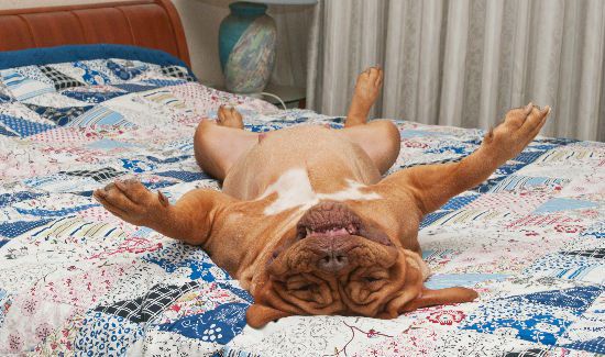 dog-on-thanksgiving-blog-4