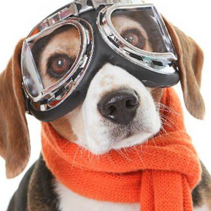 Dog Traveling to Tampa Lost by Delta Airlines