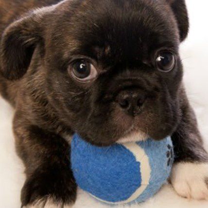 Keep Your Dog Fit This Winter With Indoor Exercises