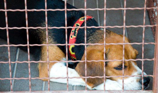 puppy-mill-blog-2