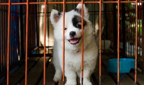 puppy-mill-blog-3