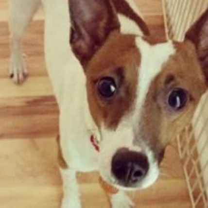 City Dogs Rescue Washington D.C. - A Truly Capitol Shelter