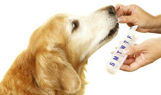 dog-medication-blog-2