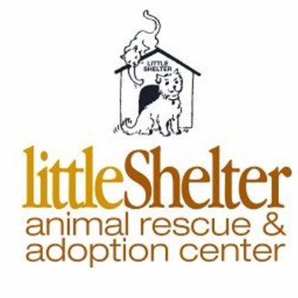 Little Shelter - A Small Group Making Big Waves