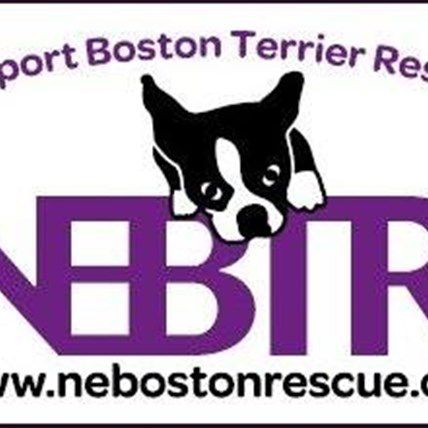 Northeast Boston Terrier Rescue - Saving USA's First Breed