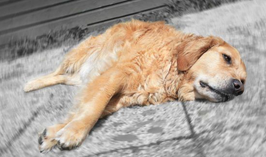 Golden Retrievers 2x More Likely to Get Cancer