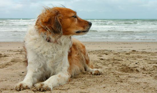 Massage + Rimadyl = Ultimate Dog Arthritis Relief