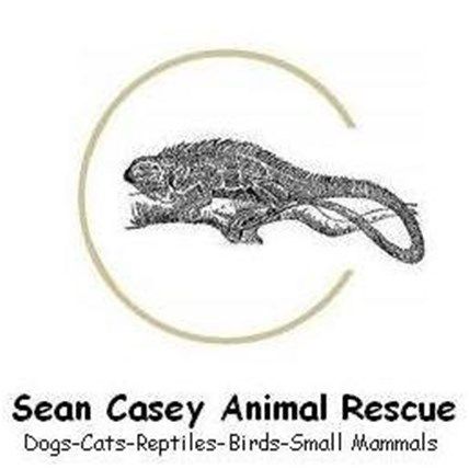 Puppy for Adoption at Sean Casey Animal Rescue