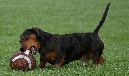 Keep Your Pooch Safe During Your Super Bowl Bash