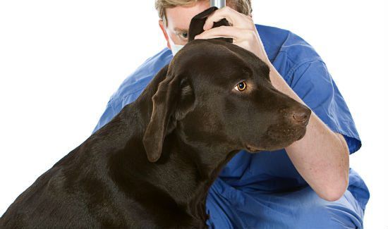 10 Warning Signs of Cancer in Pets -- And What to Do