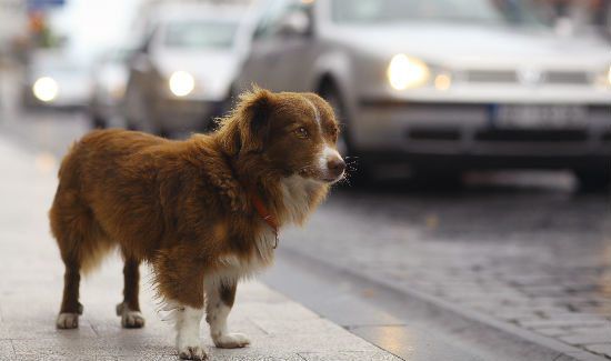 Dog Walks 20 Blocks to Find Her Owner at the Hospital