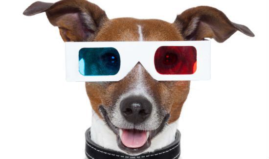 dog-facts-blog-1