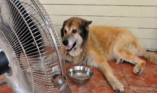 dog-facts-blog-2