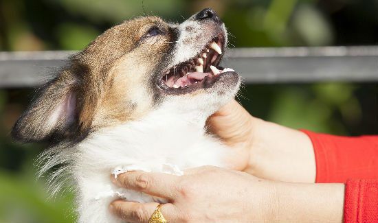 Use a Dental Kit to Get Your Pooch's Teeth Clean and Healthy