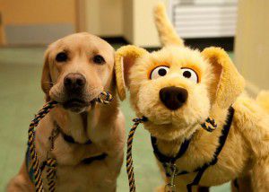 Brandies with a Guide Dog