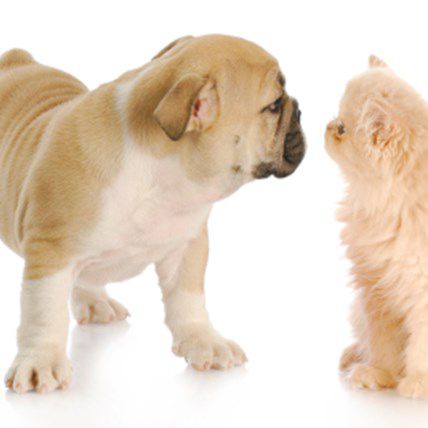 Science Agrees: Cute Animals Make Life Better