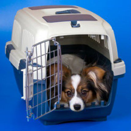 Image for Don't Let Sandy Win: How to Keep Pets Safe in a Natural Disaster