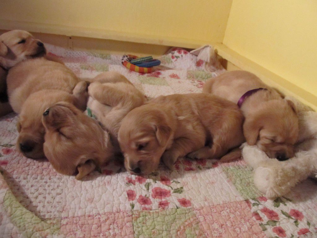 ECAD Puppies