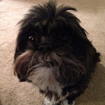 Celebrating Adopt a Senior Pet Month