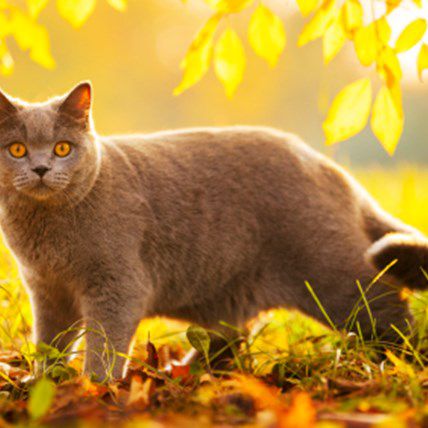 Image for Pet Diabetes Month: Raising Awareness this November