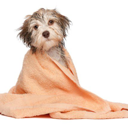 Getting Past Sandy: How to Help Pets Affected by the Storm