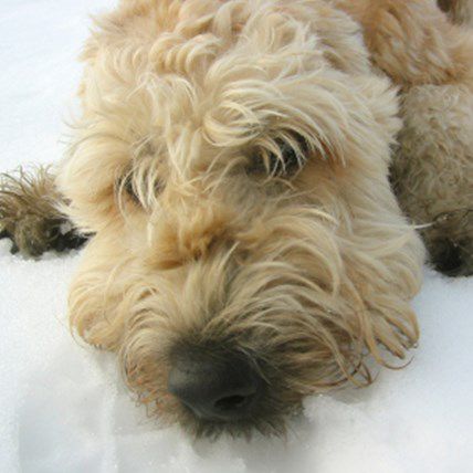 Image for Beat the Winter Blues with Your Dog