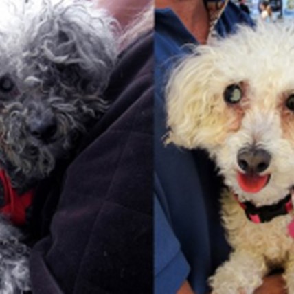 Fiona the Blind, Abandoned Poodle Mix Named ASPCA Dog of the Year