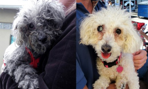 Fiona Before and After