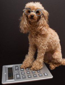 Pet-Insurance-Blog