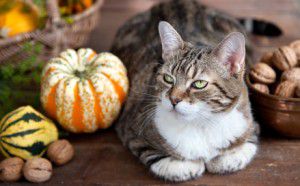 Thanksgiving-Cat