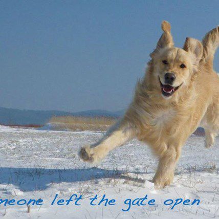 Winter Is Coming… and These Pets Can’t Wait!