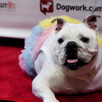 Recap: Hottest Pet Fashion Trends of 2012