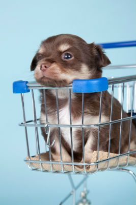 Puppy-Essentials