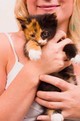 New-kitten