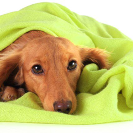 Beat Your Pet's Arthritis This Winter