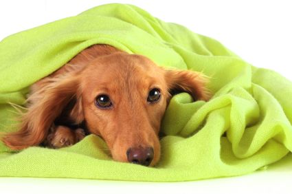 dog-arthritis
