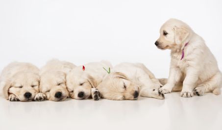 Puppy-Room