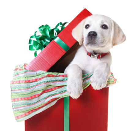 Adorable Holiday Pups! 