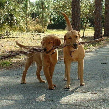 The Votes Are in… Meet the Dogs at Work Finalists!