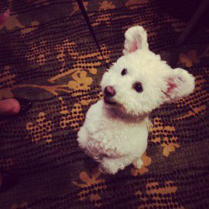 dog training, dog training tips