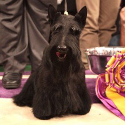 Are You Ready for the Westminster Dog Show?