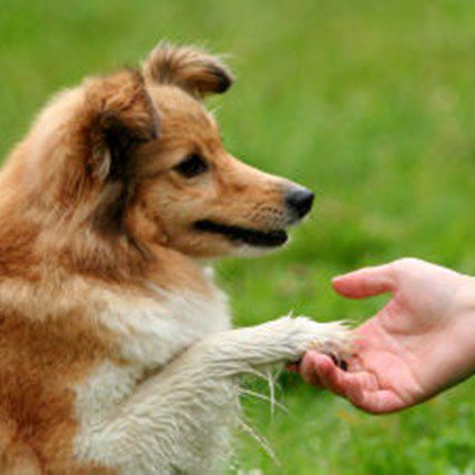 Welcome to Train Your Dog Month