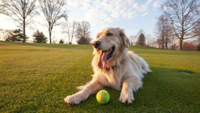dog-fetch